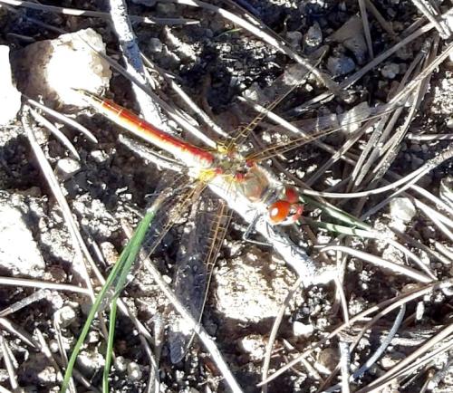 Sympetrum fonscolombii